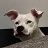 Spayde profile picture